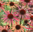 coneflower