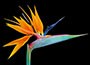 Bird of Paradise