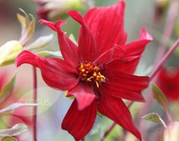 Dahlia 'Ragged Robin' (dahlia tuber)