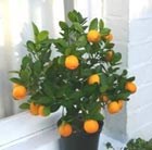 calamondine