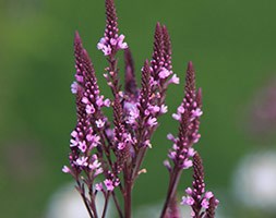 Verbena hastata 'Rosea' (verbena)