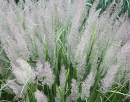 Calamagrostis brachytricha (Korean feather reed grass)