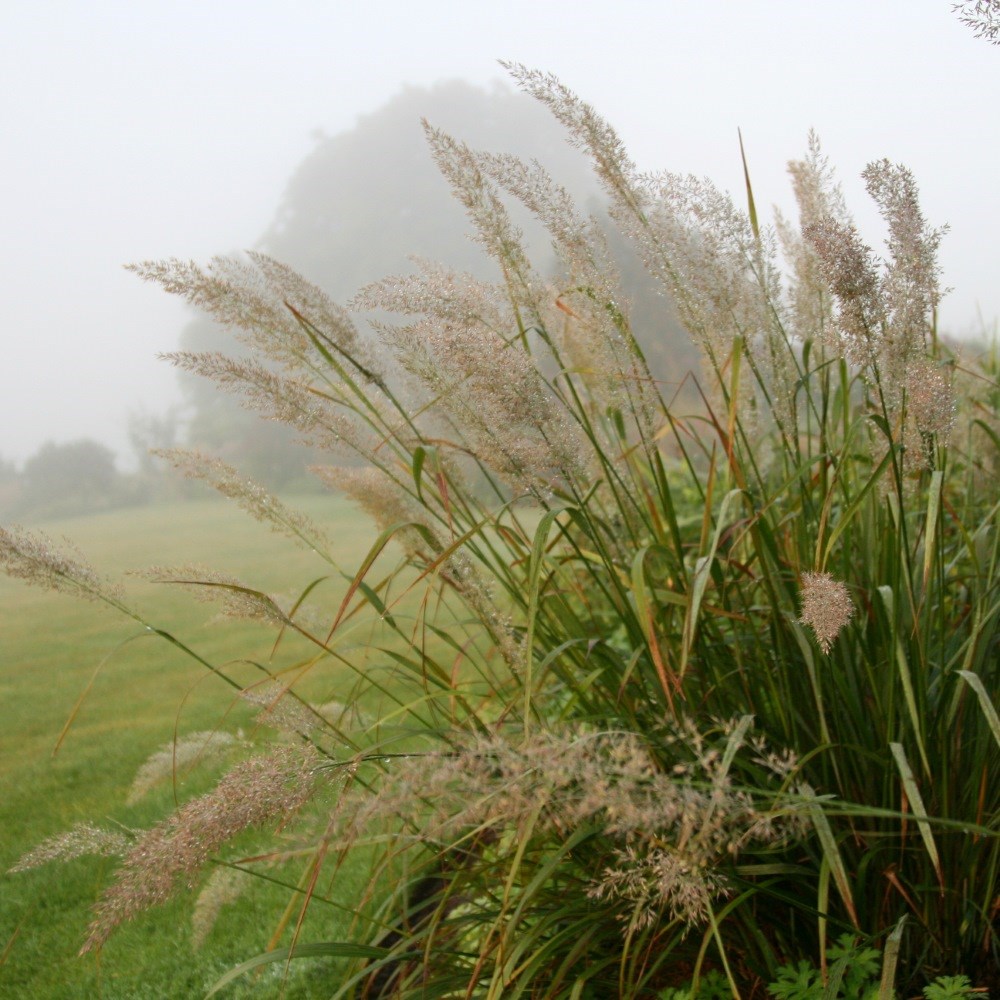 Korean feather reed grass Korean feather reed grass