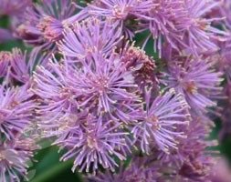 Thalictrum aquilegiifolium 'Thundercloud' (meadow rue)