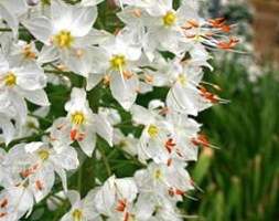 Eremurus 'Joanna' (foxtail lily)