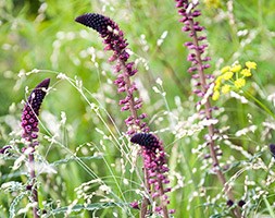 loosestrife