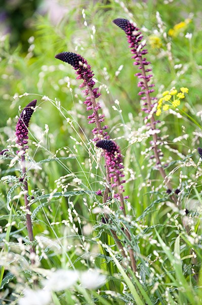 loosestrife loosestrife