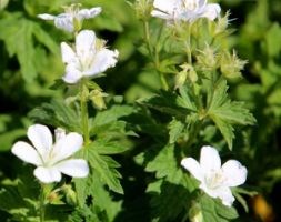 Geranium sylvaticum 'Album' (wood cranesbill)