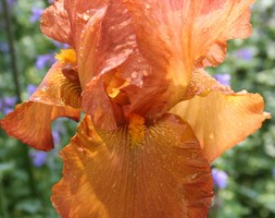 Iris 'Cable Car' (iris)