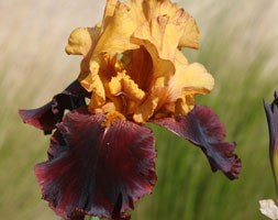 Iris 'Supreme Sultan' (tall bearded iris)