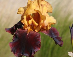 Iris 'Supreme Sultan' (tall bearded iris)