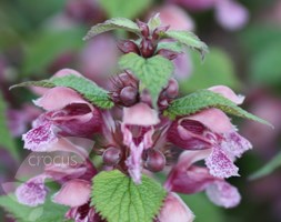 Lamium orvala (dead nettle)