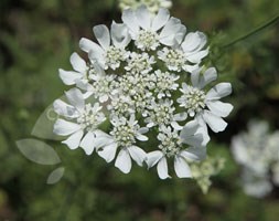 Orlaya grandiflora (white lace flower)