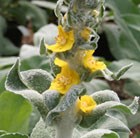 mullein