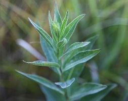 Amsonia orientalis (Amsonia)