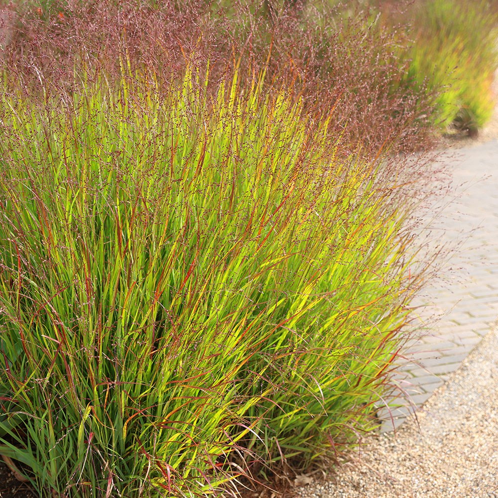 switch grass