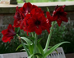 Hippeastrum 'Black Pearl' (amaryllis Black Pearl bulb)