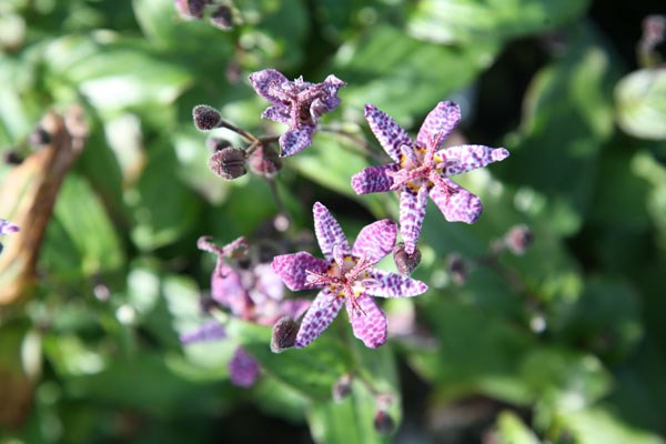 toad lily