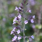 lesser catmint
