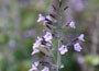 Lesser Catmint