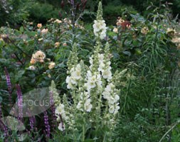 mullein