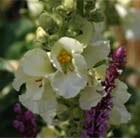 mullein