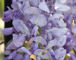 standard Chinese wisteria