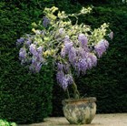 standard Chinese wisteria