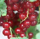 redcurrant