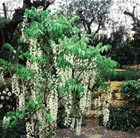 standard Chinese wisteria