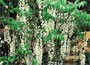 Standard Chinese Wisteria