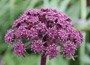Wild Angelica