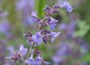 Catmint