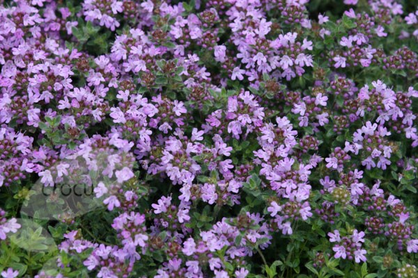 woolly thyme