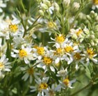 flat-topped aster