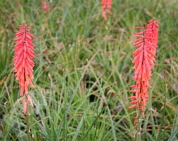 red hot poker