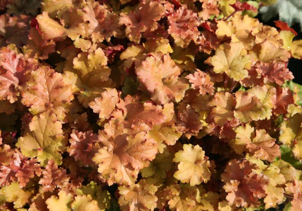 coral bells coral bells