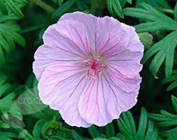 striped bloody cranesbill striped bloody cranesbill