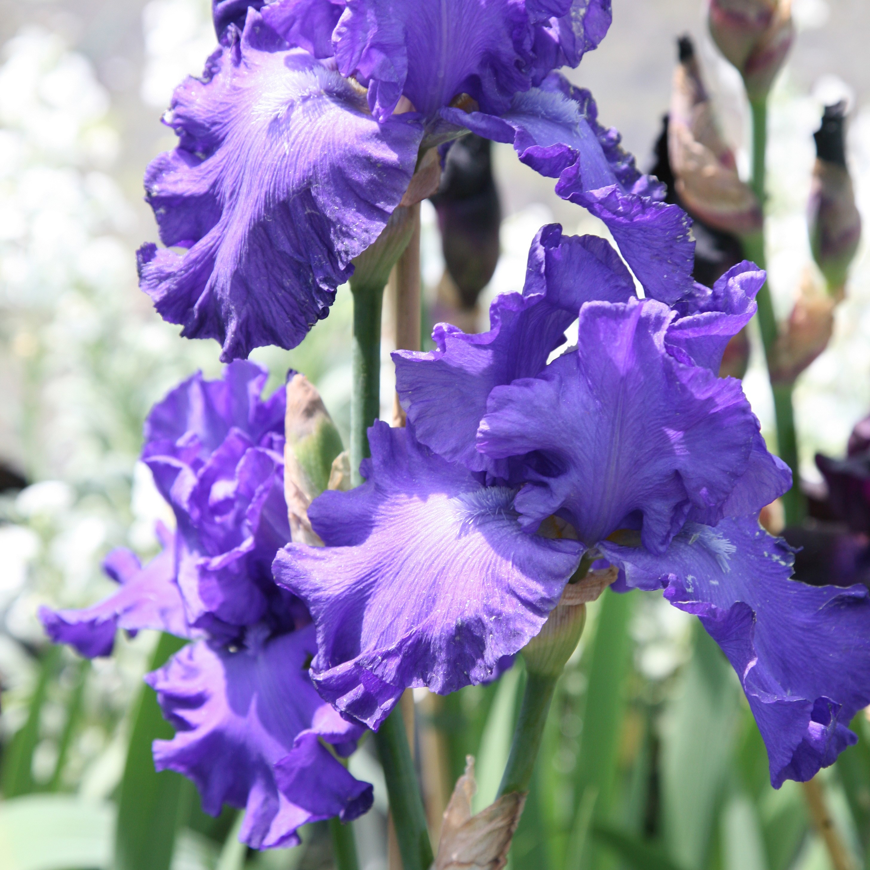 bearded iris