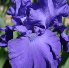 bearded iris