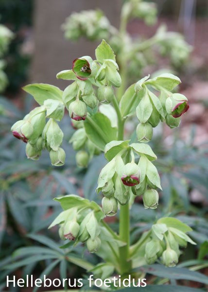 hellebore collection hellebore collection