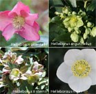 hellebore collection