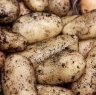 potato - first early, Scottish basic seed potato
