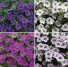 10 plus 2 FREE Jumbo Plugs - Trailing Petunia