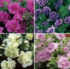 10 plus 2 FREE Jumbo Plugs -Scented Petunia