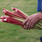 rhubarb