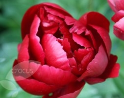 Paeonia 'Buckeye Belle' (paeony / peony)