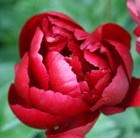 paeony / peony