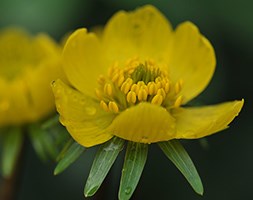 Eranthis hyemalis (winter aconite - In The Green)