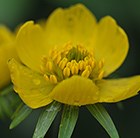 winter aconite - In The Green